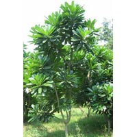 Manufacturers Exporters and Wholesale Suppliers of Plumeria Plants Kolkata West Bengal